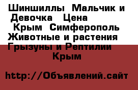 Шиншиллы. Мальчик и Девочка › Цена ­ 3 000 - Крым, Симферополь Животные и растения » Грызуны и Рептилии   . Крым